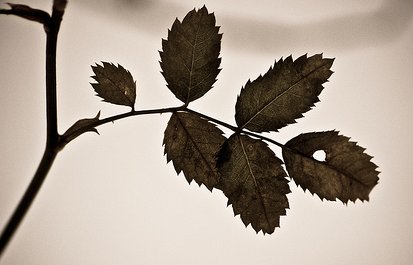 leaf
