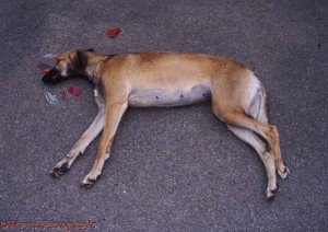 05458-Dog-involved-in-a-roa