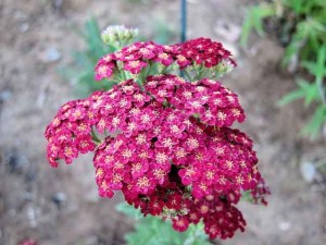 yarrow-red-velvet-blossom