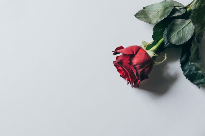 red-rose-on-white-background-valentines-day-5a74668becc7f