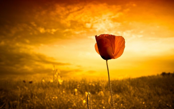 life-wallpaper-024