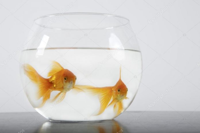 depositphotos_93430216-stock-photo-bowl-with-goldfish